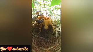 Ants eating birds😭😭 viraltrending emotional [upl. by Purdum]