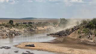 The Great Migration River Crossing  Wildebeests and Crocodiles  Prey and Predator  Life and Death [upl. by Gearalt]