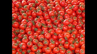 Tomato prices India touch Rs 80100 per kg in KarnatakaSuvarnaTomato PricesIndiaKarnataka [upl. by Anil84]