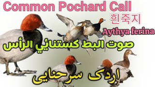 Common Pochard Duck Hunting Call Redhead Duck Call صوت البط کستنائي الرأس [upl. by Heisel877]