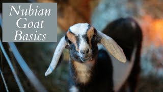 All about Nubian Goats [upl. by Tuttle]