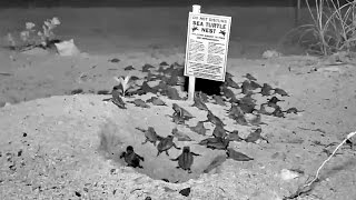 Florida Keys Webcam Captures Sea Turtle Hatch [upl. by Joiner250]