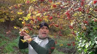 Serbal de los cazadores 🌳 Sorbus aucuparia [upl. by Oribelle]