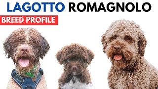 Lagotto Romagnolo Breed Profile History  Price  Traits  Lagotto Romagnolo Grooming Needs [upl. by Bully]