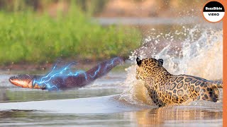 Can A Jaguar Survive 860 Volt Electric Eel Shock [upl. by Snapp158]