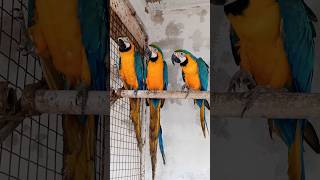 Blue ang Gold macaw [upl. by Ailedua]