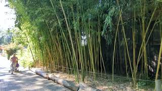 Phyllostachys Vivax Huangwenzhu Zoo Opole 05092023r [upl. by Dyl]