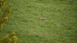 Renard en train de muloter la Pierre folle Mouterre sur Blourde Poitou Charentes vidéo [upl. by Enifesoj262]