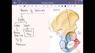 Anatomy of Lower Limb Part 1  Osteology of Hip Bone Ischium [upl. by Samuel]