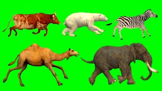 BearCowCamelElephantZebra Animals Green Screen  Animals Stampede Video  Animals Running [upl. by Aikcir]