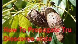 Dioscorea cultivation How To Propagate True Yams Dioscorea alata agri blogs [upl. by Anirod]