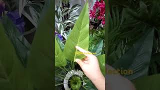 Green leaf plant showpiece homedecor plants [upl. by Akcinat]