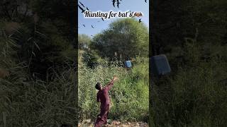 Hunting for bats 🦇animals huntting shorts youtubeshorts viralvideo [upl. by Natloz]