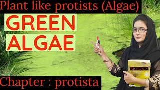 GREEN ALGAE  plant like protista  chlorophyta class 11 [upl. by Klusek]