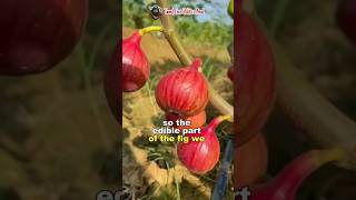 என்னது அத்தி பழம் அசைவமா  Peculiar Fig Fruits  Science Facts shorts short facts science fruit [upl. by Peednama]