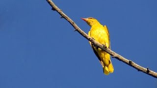 Vuga  Oriolus oriolus  Eurasian golden oriole [upl. by Twedy934]