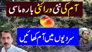 A New Mango Variety By Ch muzamil nursery  No 1 Variety of Mango [upl. by Allicerp]