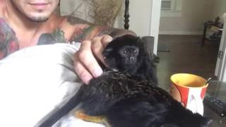 Pet tamarin monkeys cuddling [upl. by Elleirbag]