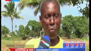 Cashew nuts woes Mismanagement and negligence of Cashew nuts crop growing in Kilifi takes it down [upl. by Honor]