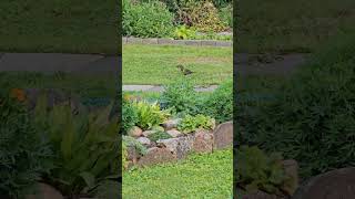 Melnais mežastrazds  The common blackbird Turdus merula ✨️ nature birds birding [upl. by Odrarebe]