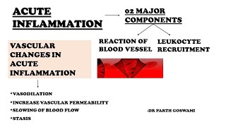 Acute Inflammation  Vascular Change in Acute inflammation Reaction of Blood Vessel in Inflammation [upl. by Loar631]