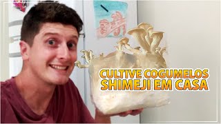 🍄 COMO PLANTAR COGUMELO SHIMEJI  COMO CULTIVAR COGUMELOS SHIMEJI [upl. by Concepcion]