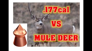 177cal PELLET vs MEDIUM SIZED GameILLEGAL but DEADLY [upl. by Seaver591]