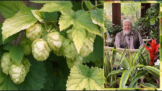 HOUBLON  UNE LIANE SPECTACULAIRE ET DÉCORATIVE FACILE À RÉUSSIR AU JARDIN le Quotidien du Jardin [upl. by Bobette]