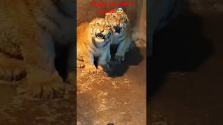 Why Tigers Truly Scare Me 😳 😐 shortsfeed lionlion viralvideo wildlife safari wildanimals [upl. by Notsag15]