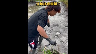 戶外趕海：漁民使用一根鐵鉤子就能紅樹林中抓到巨型青蟹！ 趕海生活 青蟹 戶外 [upl. by Krefetz]