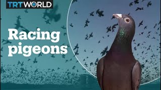 Whats pigeon racing [upl. by Soiritos317]