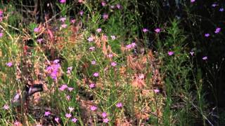 Idyllwild Nature Center  Wildflower Festival [upl. by Haines]