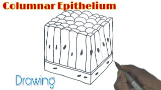 Columnar Epithelium Drawing How to draw Columnar Epithelium [upl. by Tengler]