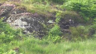 Hen Harrier Isle of Mull 30th June 2021 [upl. by Southard]