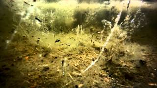 toadtastic Natterjack Toads at Hengistbury Head Dorset UK [upl. by Ejroj]