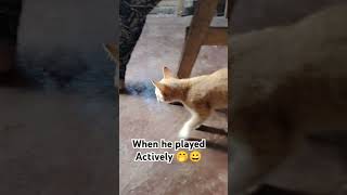 Actively football player😁 subscribe everyoneeverywhere catlover [upl. by Eisso]