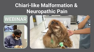 Canine Chiarilike Malformation amp Neuropathic Pain [upl. by Efthim857]