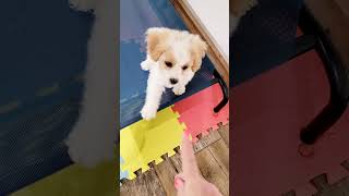 Cavachon Puppy Training adorable [upl. by Gustafsson]