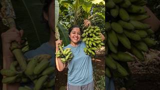 Mini Vlog 113 kokan banana homegrown fruits swanandisardesai [upl. by Issi882]