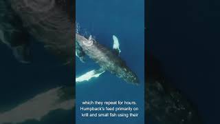 Discover the Secrets of Humpback Whales in 60 Seconds sea oceanlife [upl. by Aicirtam]