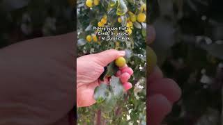 Jujube fruits ennab annab badari quranic park native red date tree of knowledge traveltips [upl. by Alyag888]