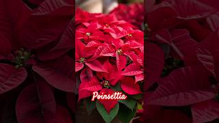 Poinsettiaredleafplant poinsettia redleaves shortsfeed plants garden youtubeshorts [upl. by Vins]