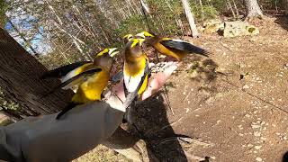 Evening Grosbeak Frenzy [upl. by Ennej]