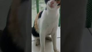 Matapang na pusa [upl. by Harbison]