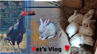 Rabbits or Murgay update 🐔 😎  Pets Vlog [upl. by Cogn]