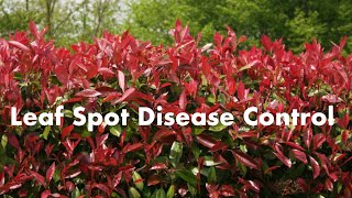 Leaf Spot Disease Control for Red Tip Photinia Part 2 [upl. by Rosalie]