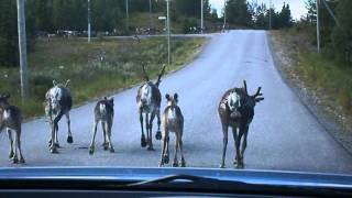 REINDEER SPOTTING [upl. by Kunkle]