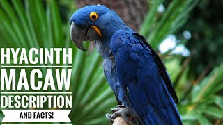 Hyacinth macaw  Description and Facts [upl. by Nolad]