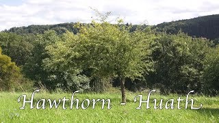 Learn the Ogham  HawthornHuath with guest amp outtakes [upl. by Scrivens]