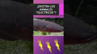 ¡ADIVINA ¿EXISTEN LOS ANIMALES ELECTRICOS ANGUILA ELECTRICA [upl. by Thanasi682]